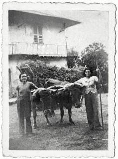 Attelage en 1944 à Chamousset. Fonds G.D. / CCA