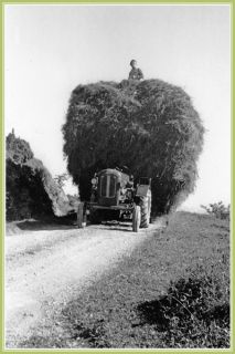 "E. Maitre en montagne, au Clos (au-dessus de la Sauge), l'année où le tabac avait grillé." Fonds Y.M. / CCA