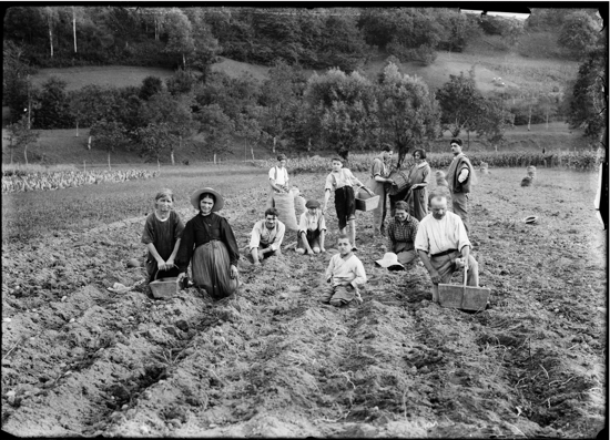 La récolte des pommes de terre - scène posée, plus réaliste