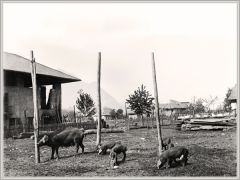 Les cochons - Plaque photographique Léon Vidone, avant 1914. Fonds J.A. / CCA